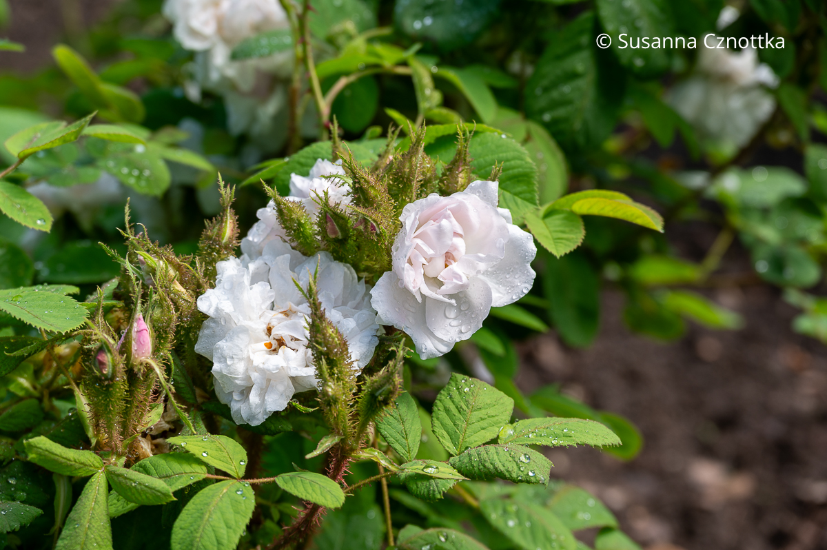 Moosrose mit harzig duftenden Drüsen: 'Quatre Saisons Blanc Mousseux' Moosrose mit harzig duftenden Drüsen und weißen leicht gefüllten Blüten: 'Quatre Saisons Blanc Mousseux'