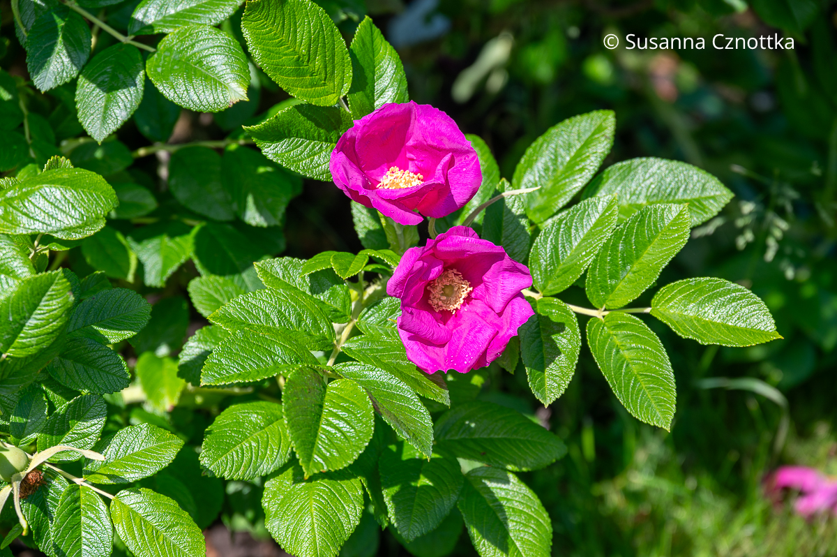 Rosa rugosa 'Scabrosa' mit offenen pinken Schalenblüten und hübschem Blattwerk Rosa rugosa 'Scabrosa' mit offenen pinken Schalenblüten und hübschem Blattwerk