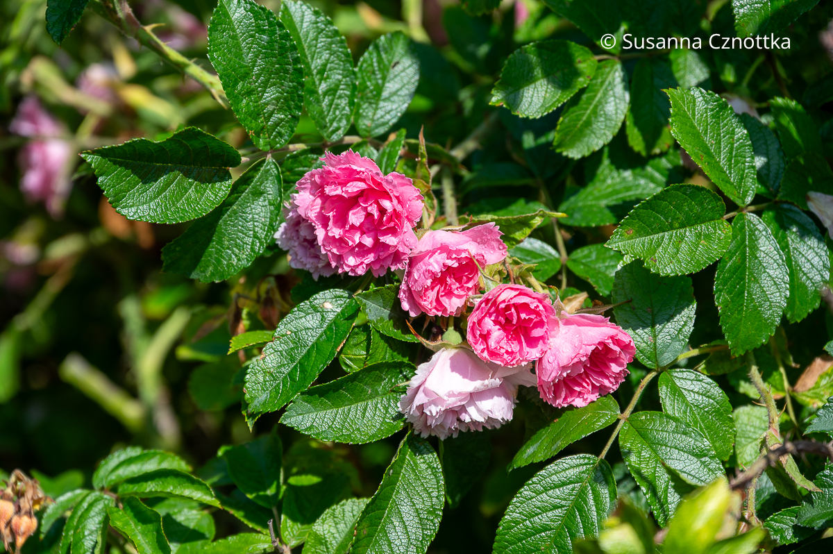 Kartoffel-Rose (Rosa rugosa) 'Pink Grotendorst' Kartoffel-Rose (Rosa rugosa) 'Pink Grotendorst' mit rosa halbgefüllten, nelkenähnlich gefransten Blüten