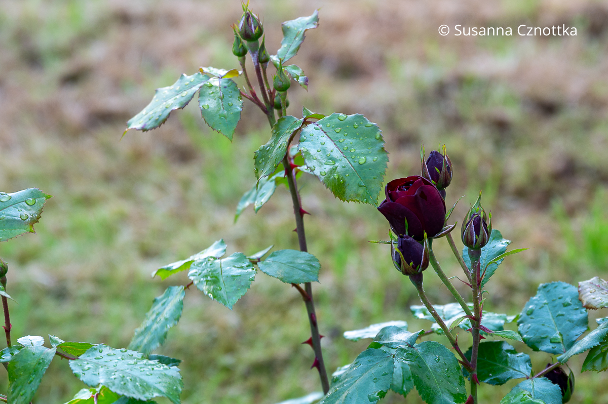 Schwarzrot in der Knospe: Rose 'Lavaglut' Rose 'Lavaglut' in samtigem Schwarzrot