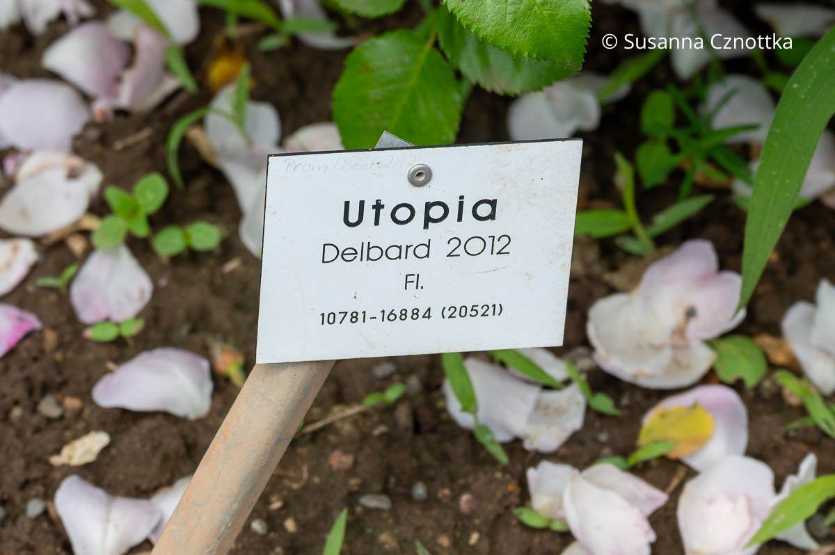 Sortenschild der Rose 'Utopia' im Rosarium Sangerhausen Sortenschild der Rose 'Utopia' im Rosarium Sangerhausen mit Sortenname 'Utopia', dem Namen "Delbard" , dem Präsentationsjahr 2012, dem Kürzel "FL." und einer 15stelligen Nummer