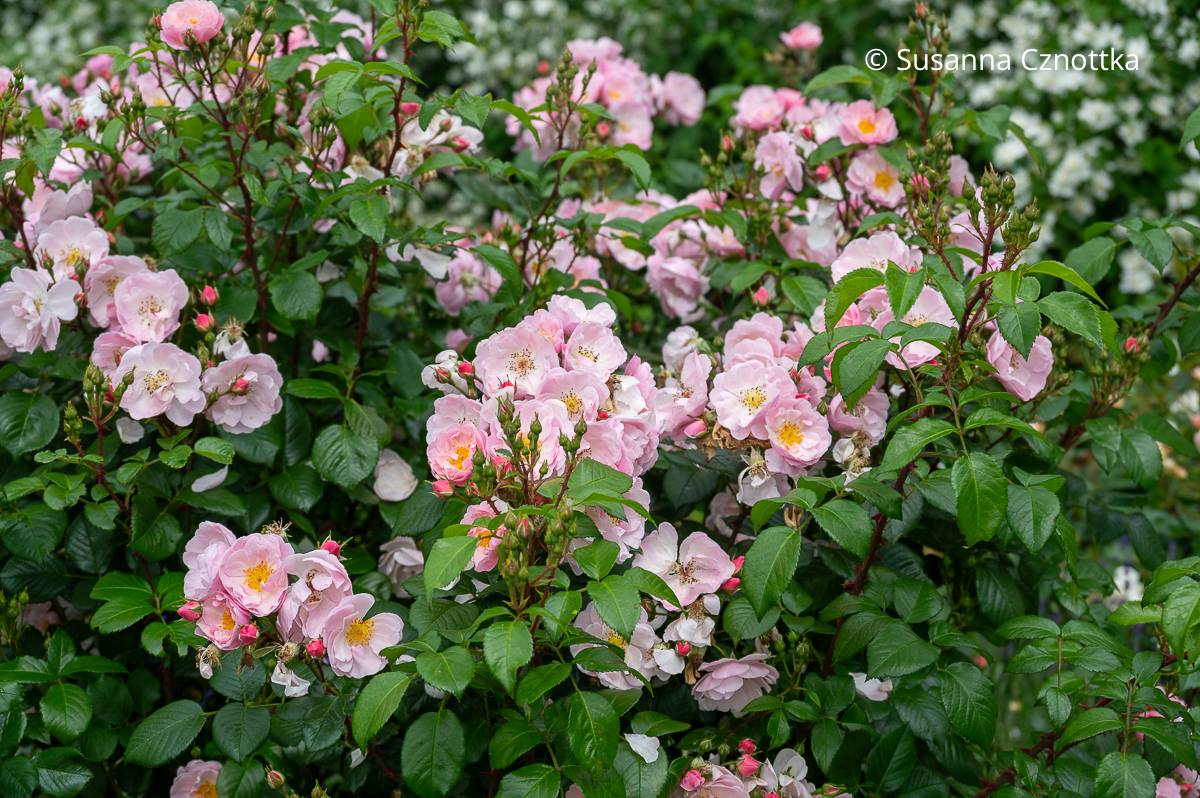 Rose 'Utopia' mit zartrosa halbgefüllten Blüten in dichten Büscheln Rose 'Utopia' mit zartrosa halbgefüllten Blüten in dichten Büscheln