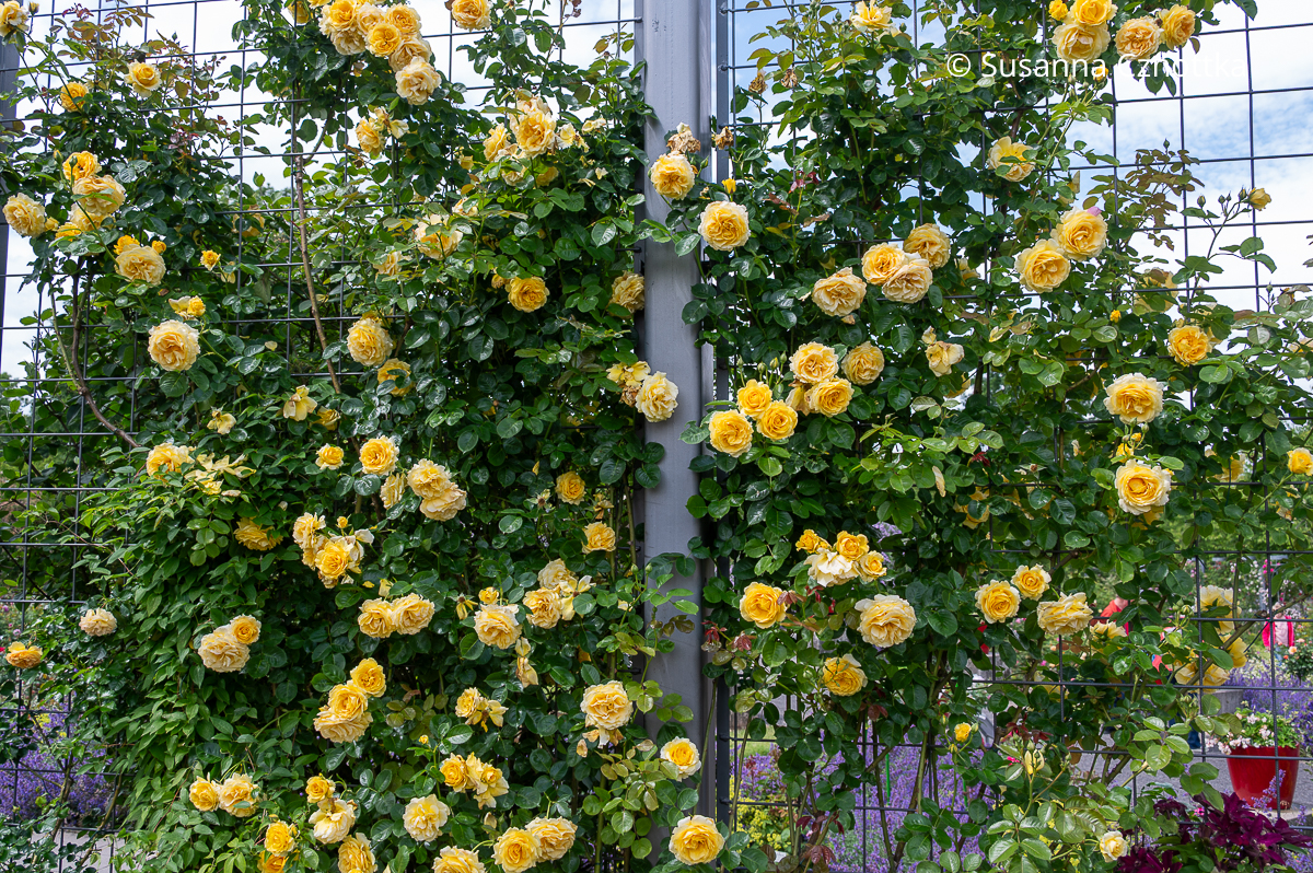 Kletterrose 'Sommergold' mit gelben Blüten und Zitronenduft Kletterrose 'Sommergold' mit gelben Blüten an einem Rankgerüst