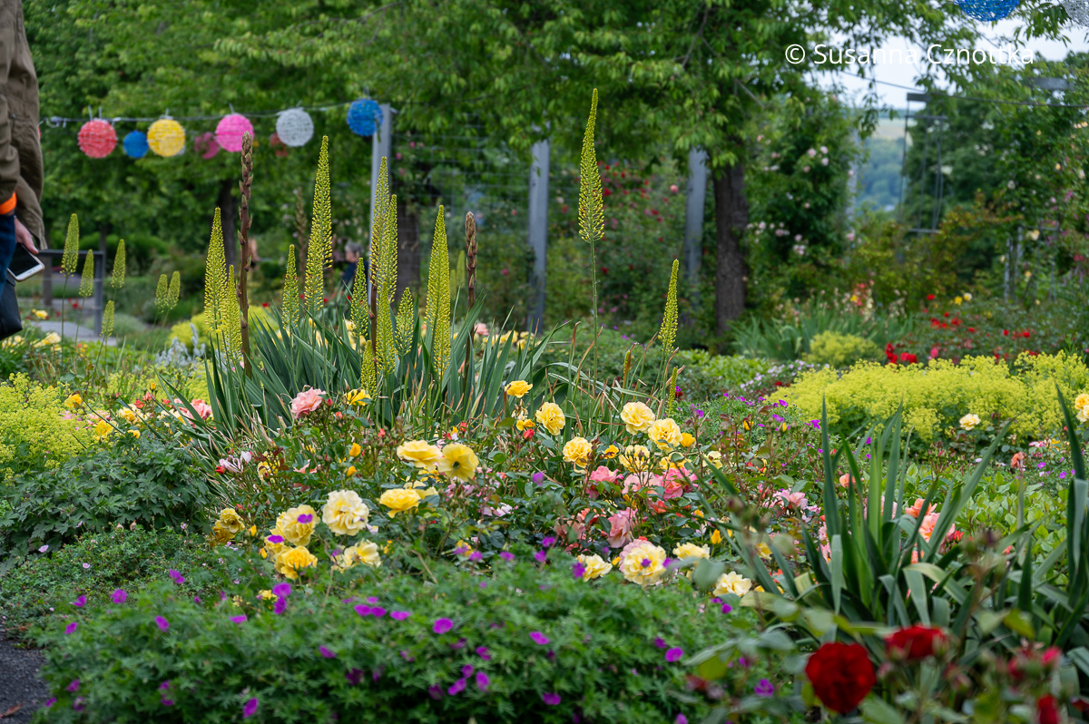 Stauden und Rosen in einem Beet im Europa-Rosarium Sangerhausen