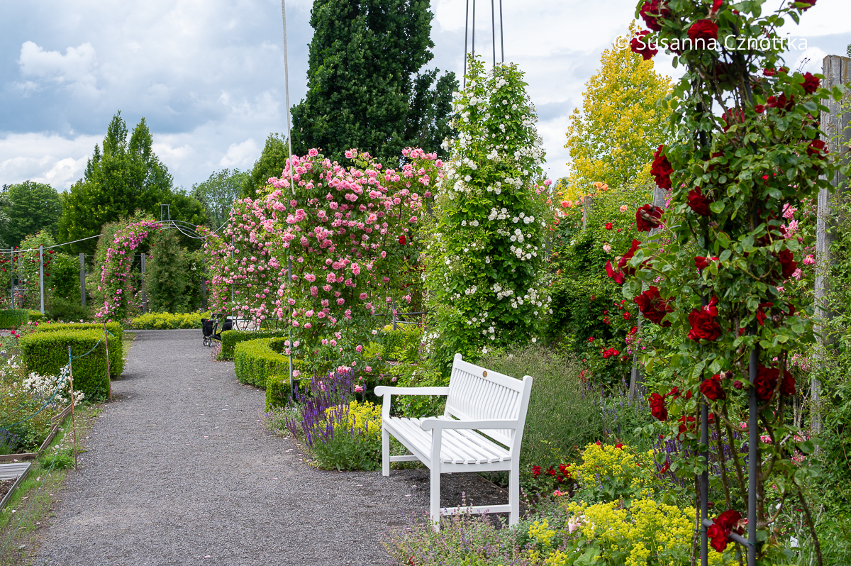 Sichtachse im Europa-Rosarium Sangerhausen (Region Südharz/Kyffhäuser)