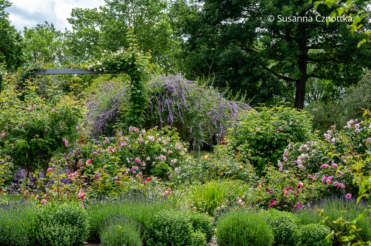 Gestaffelt: Lavendel, Rosen, Wechselblättriger Sommerflieder (Buddleja alternifolia) und höhere Gehölze im Rosarium Sangerhausen Gestaffelt: Lavendel, Rosen, Wechselblättriger Sommerflieder (Buddleja alternifolia) und höhere Gehölze im Rosarium Sangerhausen