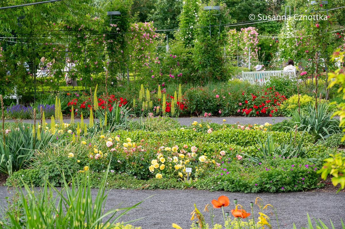 Bunte Beete mit gelben, roten und rosa  Rosen und gelben Steppenkerzen