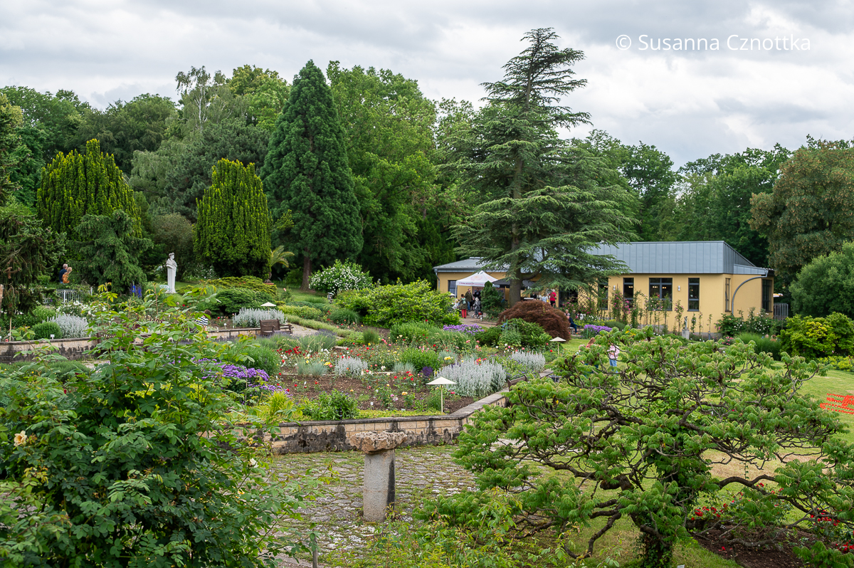 Gehölze bieten die Kulisse für die Beete im Europa-Rosarium in Sangerhausen Gehölze bieten die Kulisse für die Beete im Europa-Rosarium in Sangerhausen