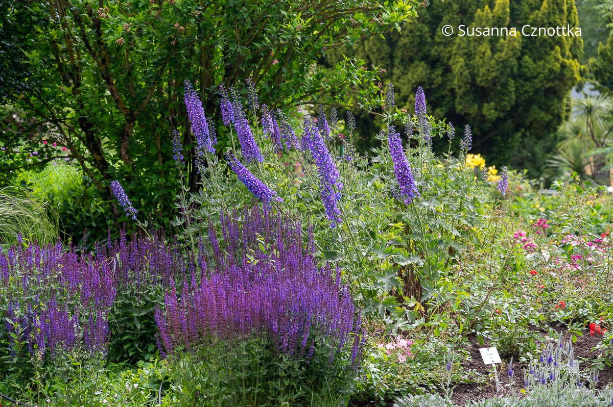 Klassische Rosenbegleiter: Steppen-Salbei (Salvia nemorosa) und Rittersporn (Delphinium) Klassische Rosenbegleiter: violetter Steppen-Salbei (Salvia nemorosa) und mittelblauer Rittersporn (Delphinium) mit weißem Auge