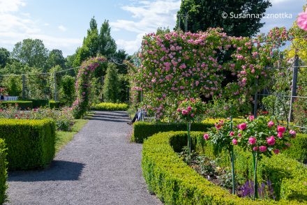 Blick in den Jubiläumsgarten im Europa-Rosarium Sangerhausen