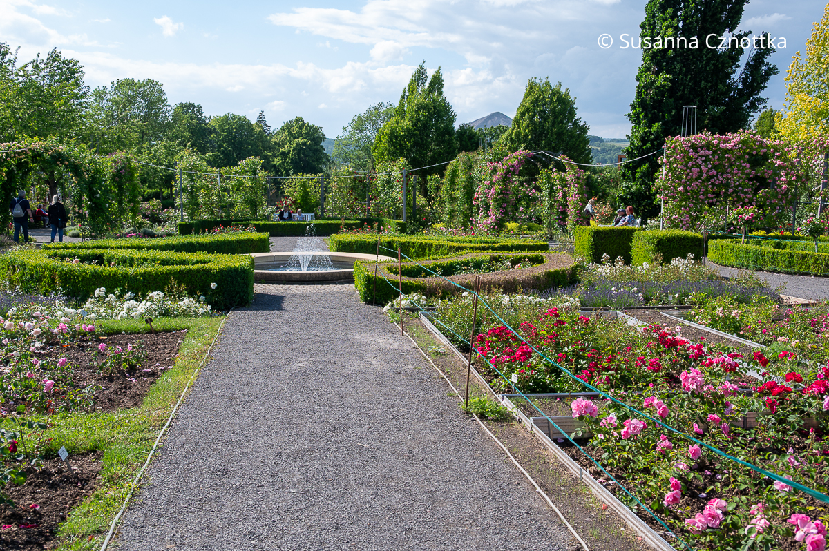 Hauptachse des Jubiläumsgartens im Europa-Rosarium Sangerhausen Hauptachse des Jubiläumsgartens im Europa-Rosarium Sangerhausen mit nach Farben geordneten Rosenbeeten
