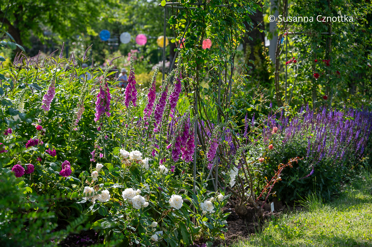Roter Fingerhut (Digitalis purpurea), weiße und pinke Rosen und violetter Steppen-Salbei (Salvia nemorosa) im Mixed Border Roter Fingerhut (Digitalis purpurea), weiße und pinke Rosen und violetter Steppen-Salbei (Salvia nemorosa) im Mixed Border