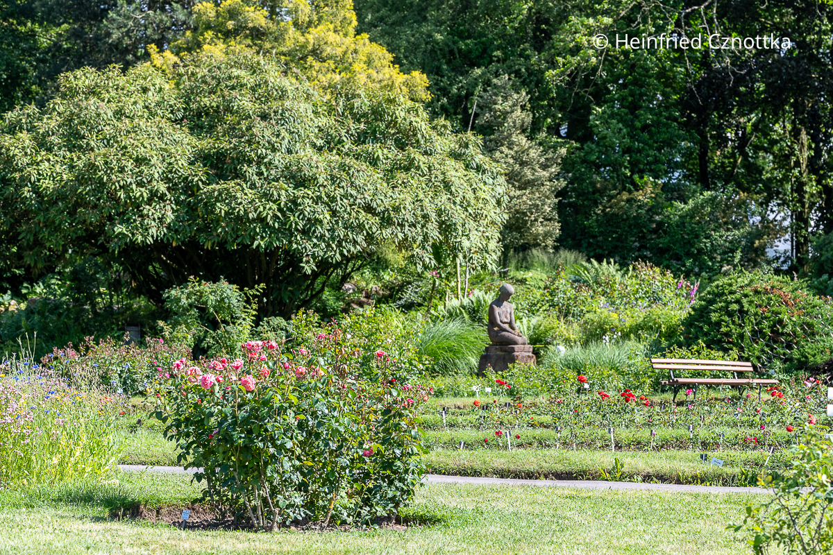 Die Figur "Die Kniende" von P. Michael, Halle, zwischen Rosen und Gehölzen Die Figur einer knienden Frau aus Stein auf einem Podest zwischen Rosen und Gehölzen