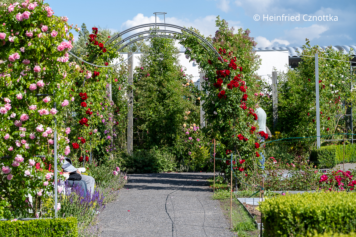 Rosenbögen mit Kletterrosen überspannen Wege im Rosenpark Sangerhausen Rosenbögen mit roten Kletterrosen überspannen einen Gartenweg