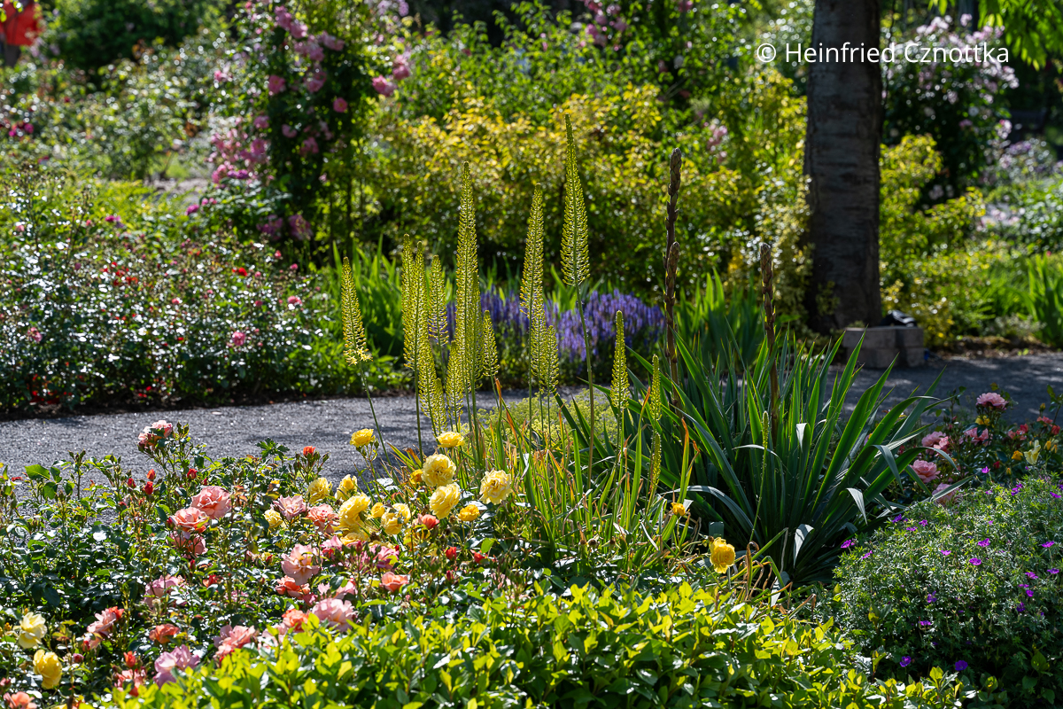 Mixed Border mit Rosen und Stauden Mixed Border mit gelben und rosa Rosen und gelber Steppenkerze