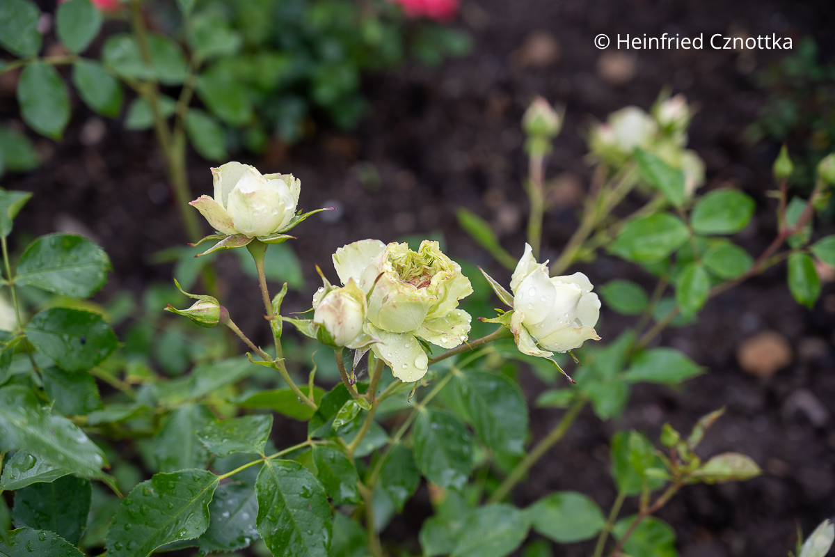 Rose 'Lovely Green' blüht weiß mit Grüntönen Rose 'Lovely Green' blüht weiß mit Grüntönen