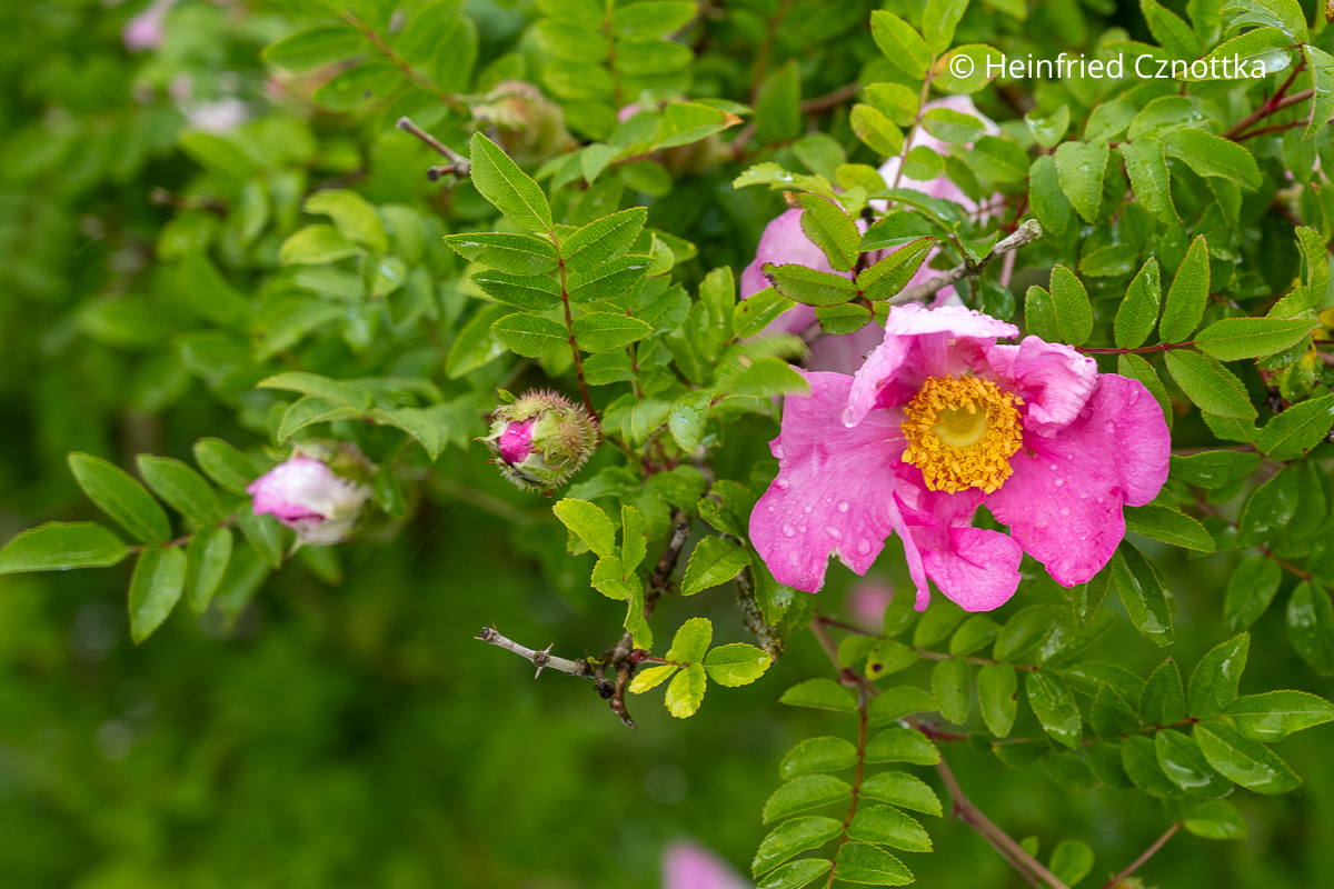 Kastanienrose (Rosa roxburghii) 'Lampion' Kastanienrose (Rosa roxburghii) 'Lampion' mit rosa offenen Schalenblüten und kastanienähnlichen Knospen