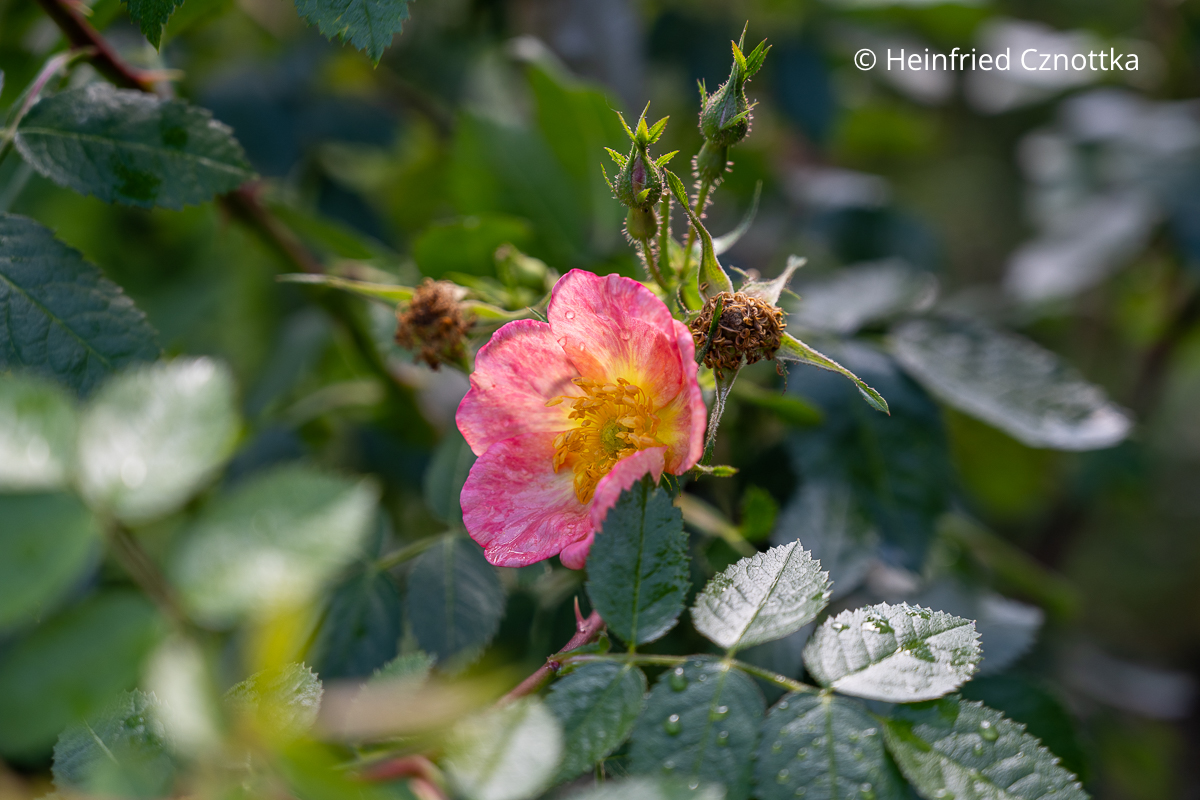 Lachsrosa Rose mit duftenden Blättern: 'Lady Penzance' Lachsrosa Rose mit duftenden Blättern: 'Lady Penzance'