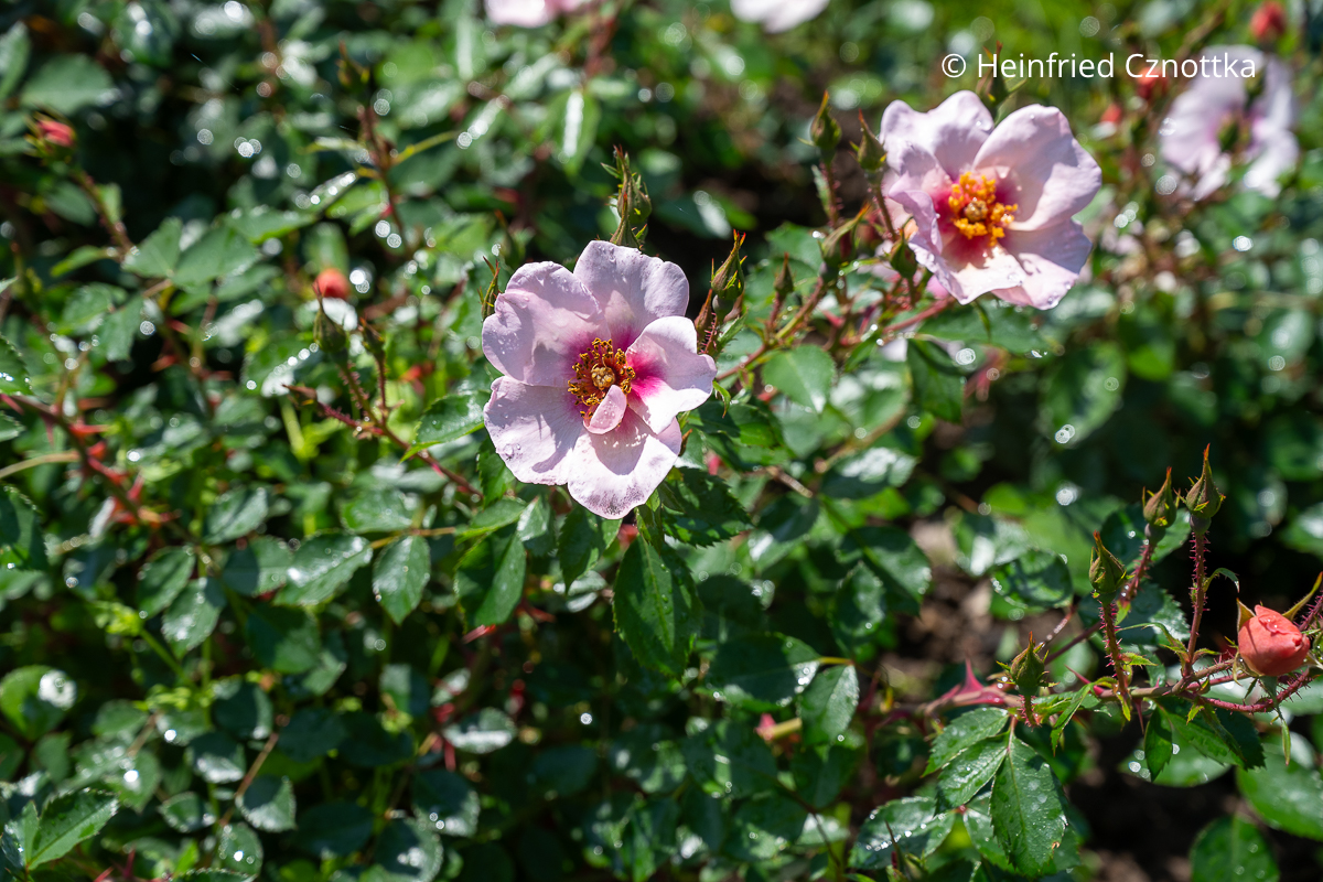 Persische Rose 'Smiling Eyes' mit dunklem Auge Persische Rose 'Smiling Eyes' mit offenen Blüten in Rosé mit dunklem Auge