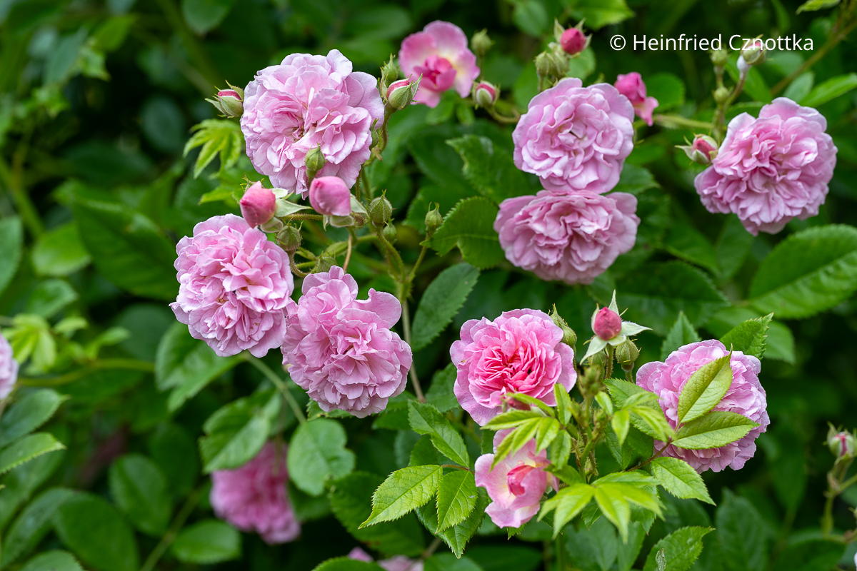 Rosa gefüllte Blüten der Ramblerrose 'Rosendorf Steinfurth' Rosa gefüllte Blüten der Ramblerrose 'Rosendorf Steinfurth'