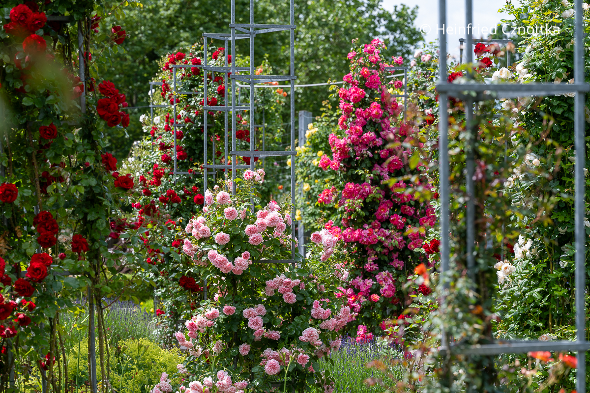 Ramblerrosen an Obelisken, in der Mitte die rosa 'Rosendorf Steinfurth' Üppige Kletterrosen in Rosa und dunklem Pink an Obelisken