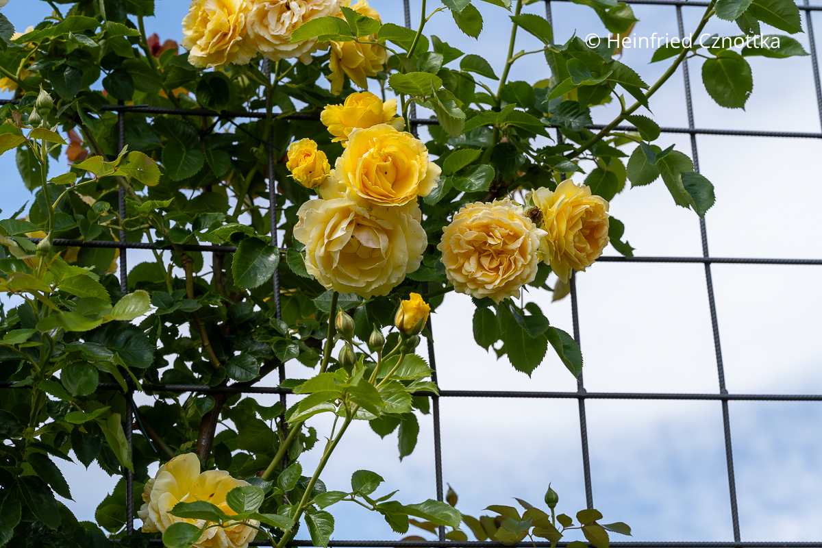 Goldgelbe Blüten der Kletterrose 'Sommergold' Goldgelbe Blüten der Kletterrose 'Sommergold'