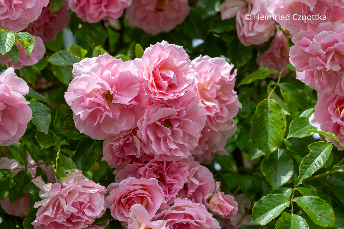 Rose 'Rosario' mit gefüllten rosa Blüten