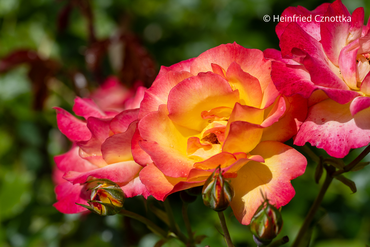 Strauchrose 'Bonanza' hat fruchtige Farben Strauchrose 'Bonanza' mit gelben Blüten mit orange-roten Rändern