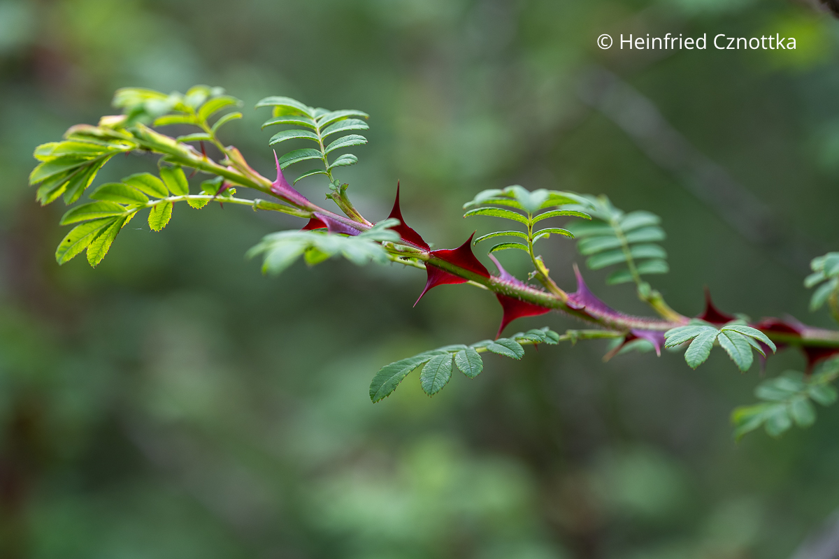 Stacheldrahtrose (Rosa sericea subsp. omeiensis f. pteracantha) mit auffallend breiten roten Stacheln Zweige der Stacheldrahtrose (Rosa sericea subsp. omeiensis f. pteracantha) mit auffallend breiten roten Stacheln