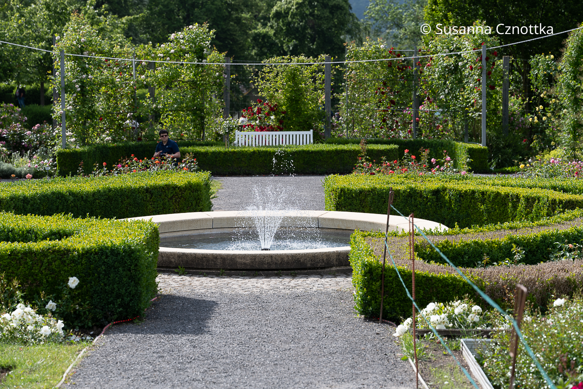 Fokuspunkt: ein Springbrunnen in einem Rondell aus buchsgesäumten Rosenbeeten Fokuspunkt: ein runder Springbrunnen in einem Rondell aus buchsgesäumten Rosenbeeten