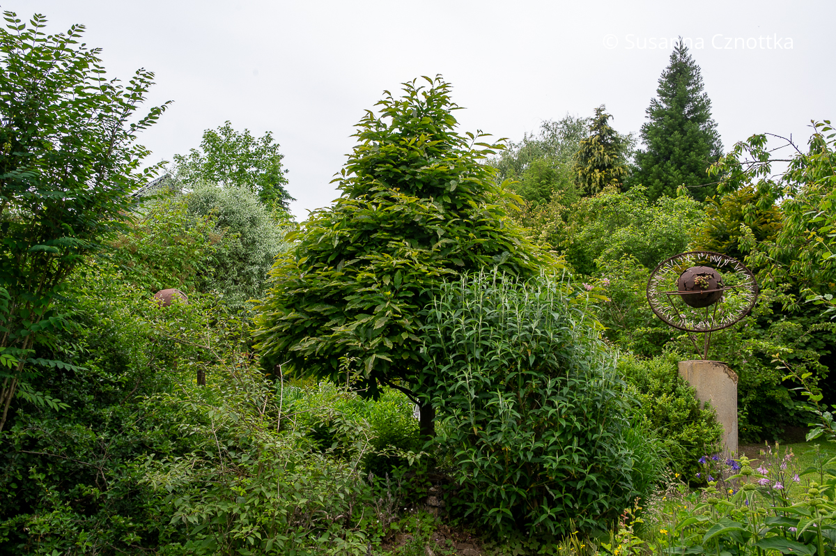 Gelungenes Gartenbild: Esskastanie (Castanea sativa) in Kegelform und ein dekoratives floristisches Objekt