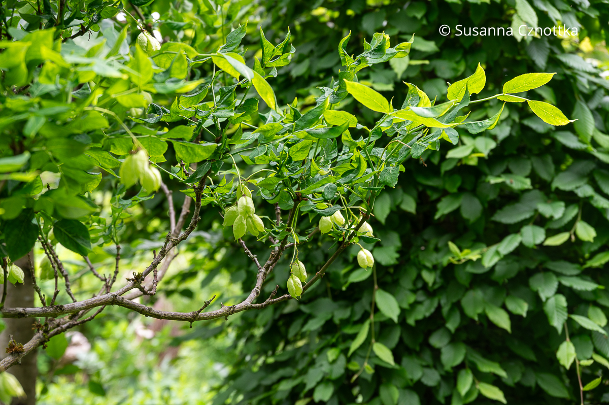 Interessantes Gehölz: Pimpernuss (Staphylea pinnata) mit Kapselfrüchten