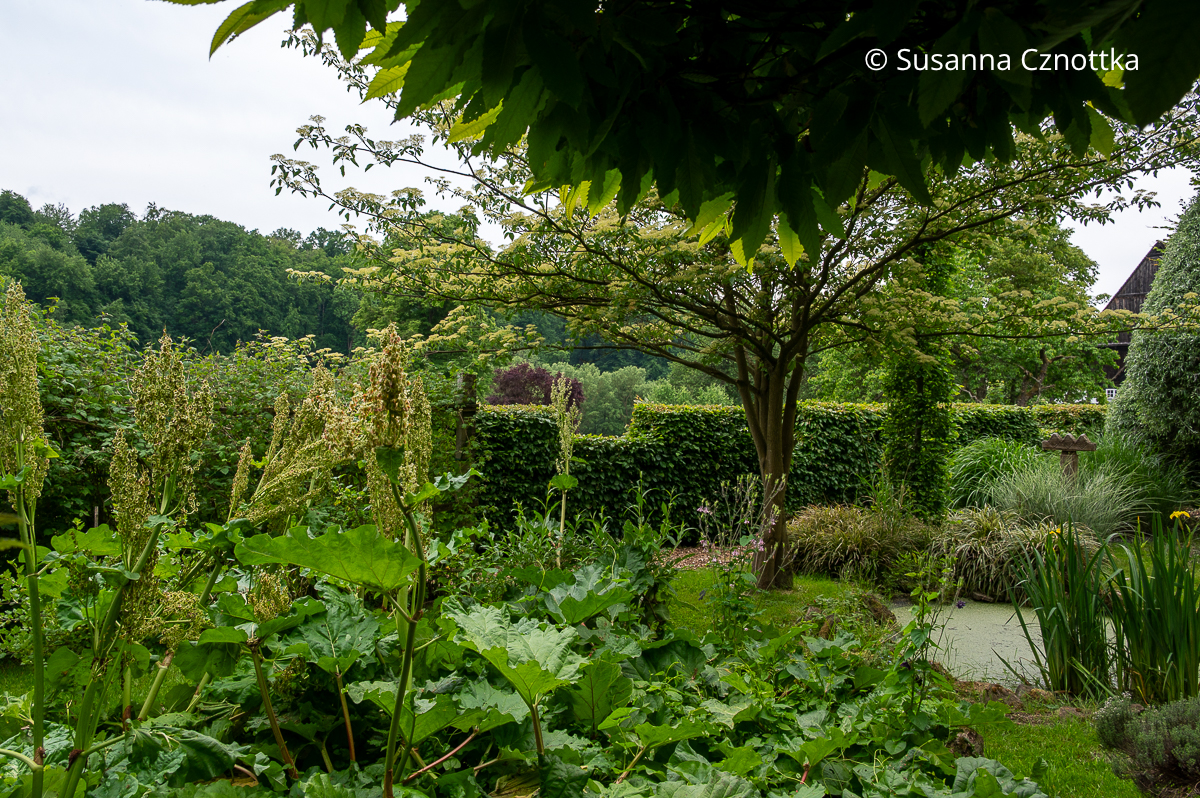 Gartengestaltung: abwechslungsreiche Formen in Grün