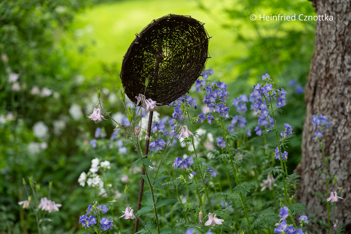 Rosa Akelei (Aquilegia vulgaris) und Jakobsleiter (Polemonium caeruleum) in Weiß und Blau
