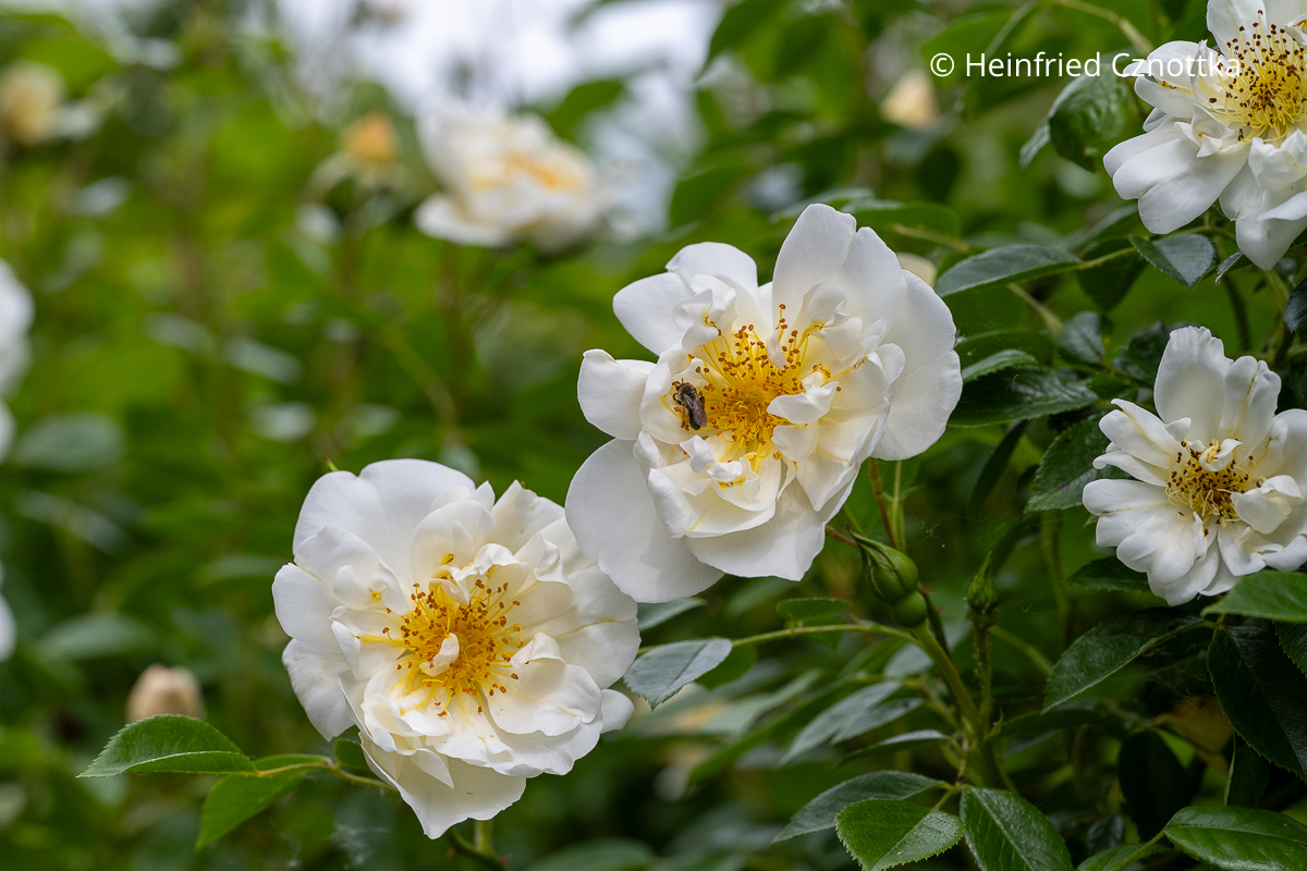 Weiße Blüten einer Ramblerrose mit gelber Mitte