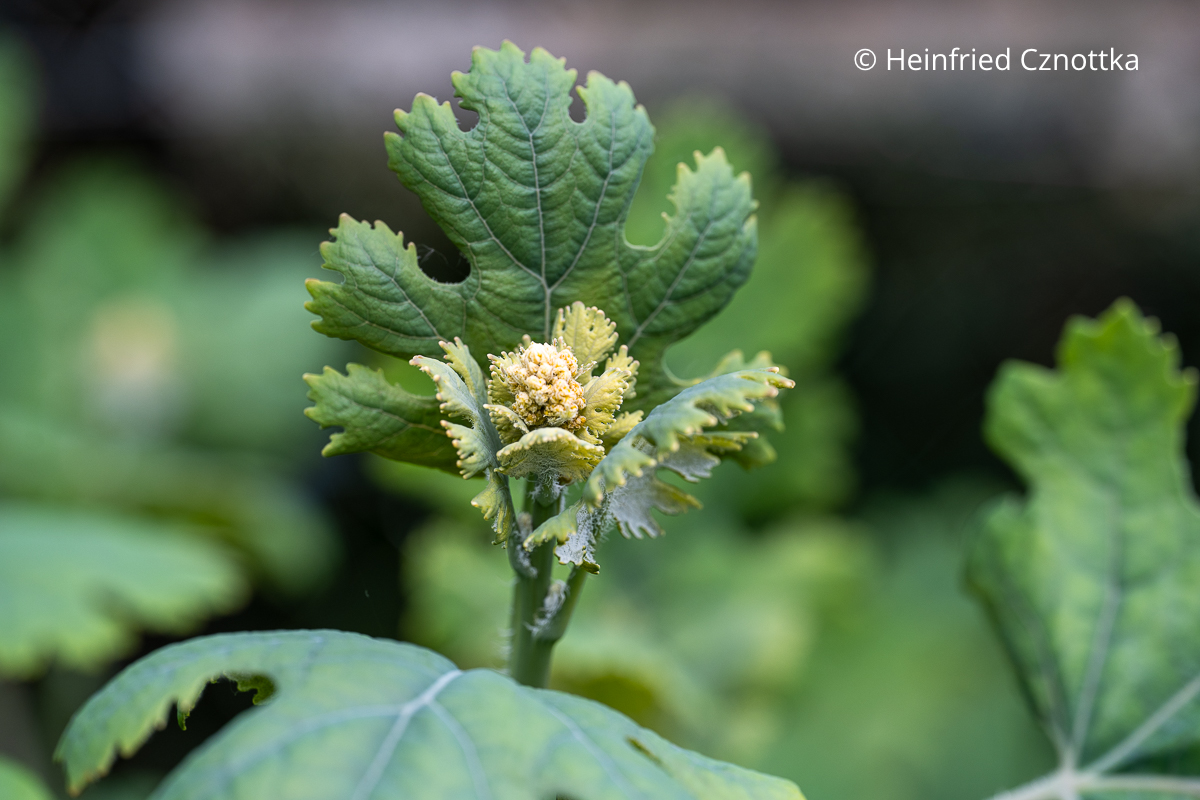 Knospe des Federmohns (Macleaya) 