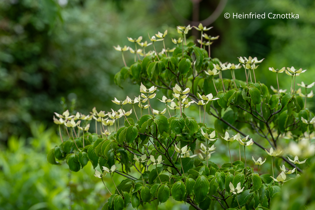 Blüten eines Japanischen Blumen-Hartriegels (Cornus kousa)