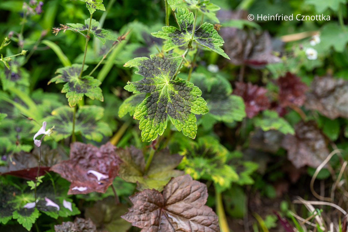Blattschmuckkombination: Brauner Storchschnabel (Geranium phaeum) 'Samobor' und rotes Purpurglöckchen (Heuchera)