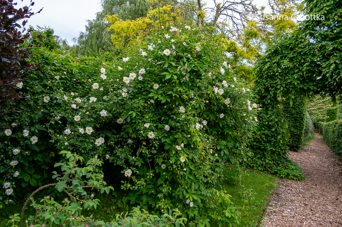 Eine weiße Ramblerrose in einem naturnahen Garten