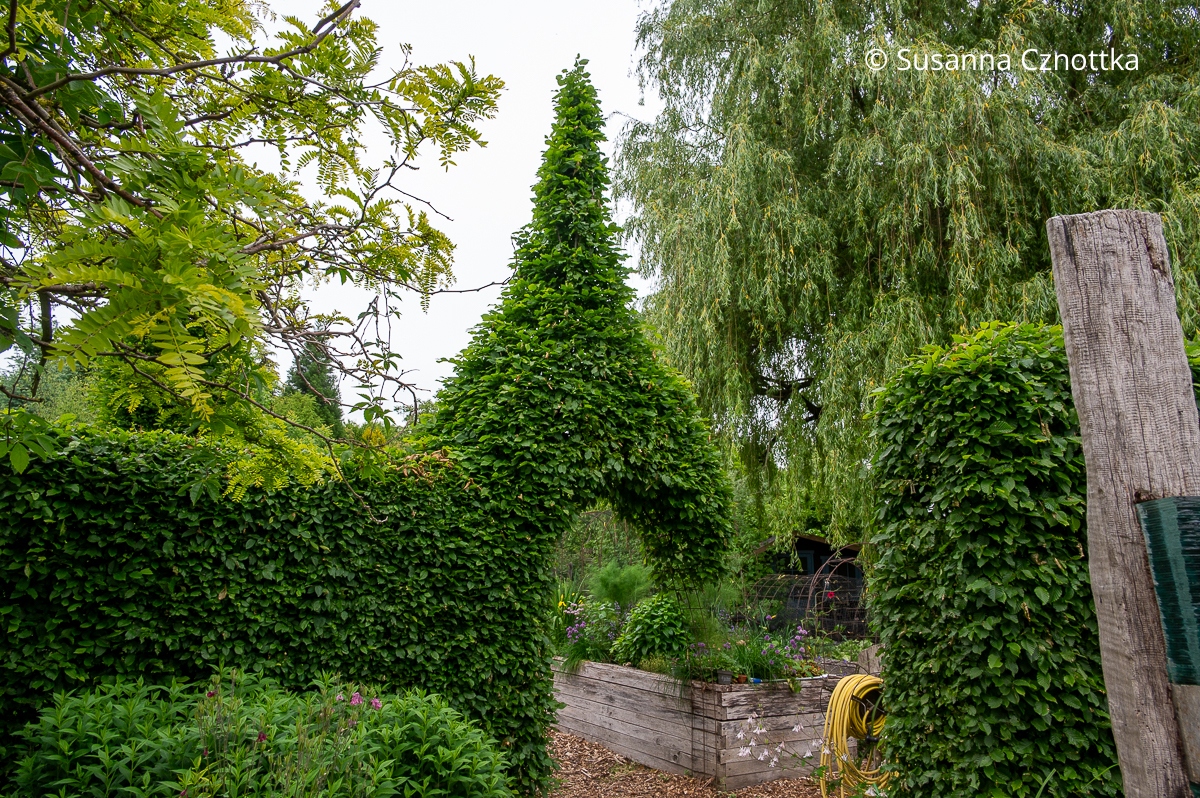 Eine Hecke mit einem Tor mit kegelförmiger Spitze