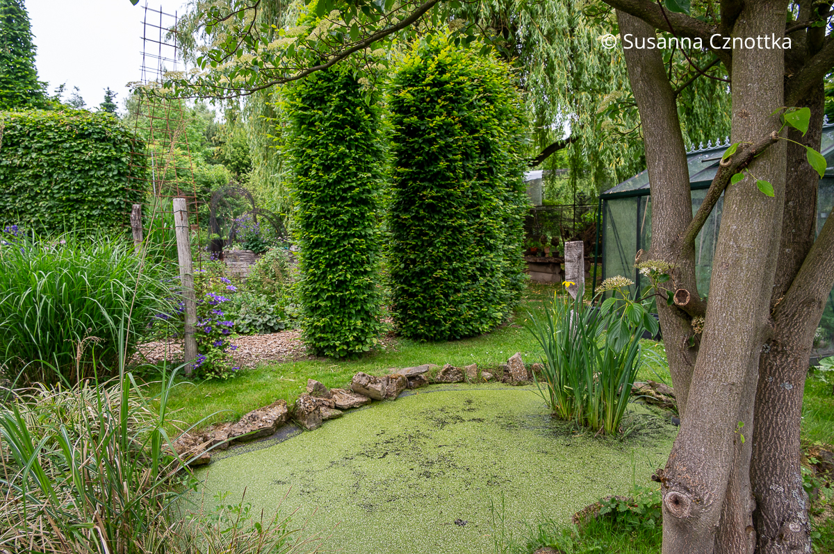 Formschnittgehölze: drei Säulen aus Hainbuche (Carpinus betulus) an einem Teich