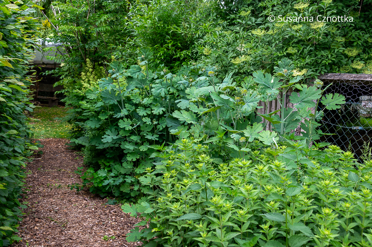 Federmohn (Macleaya) in einem Garten