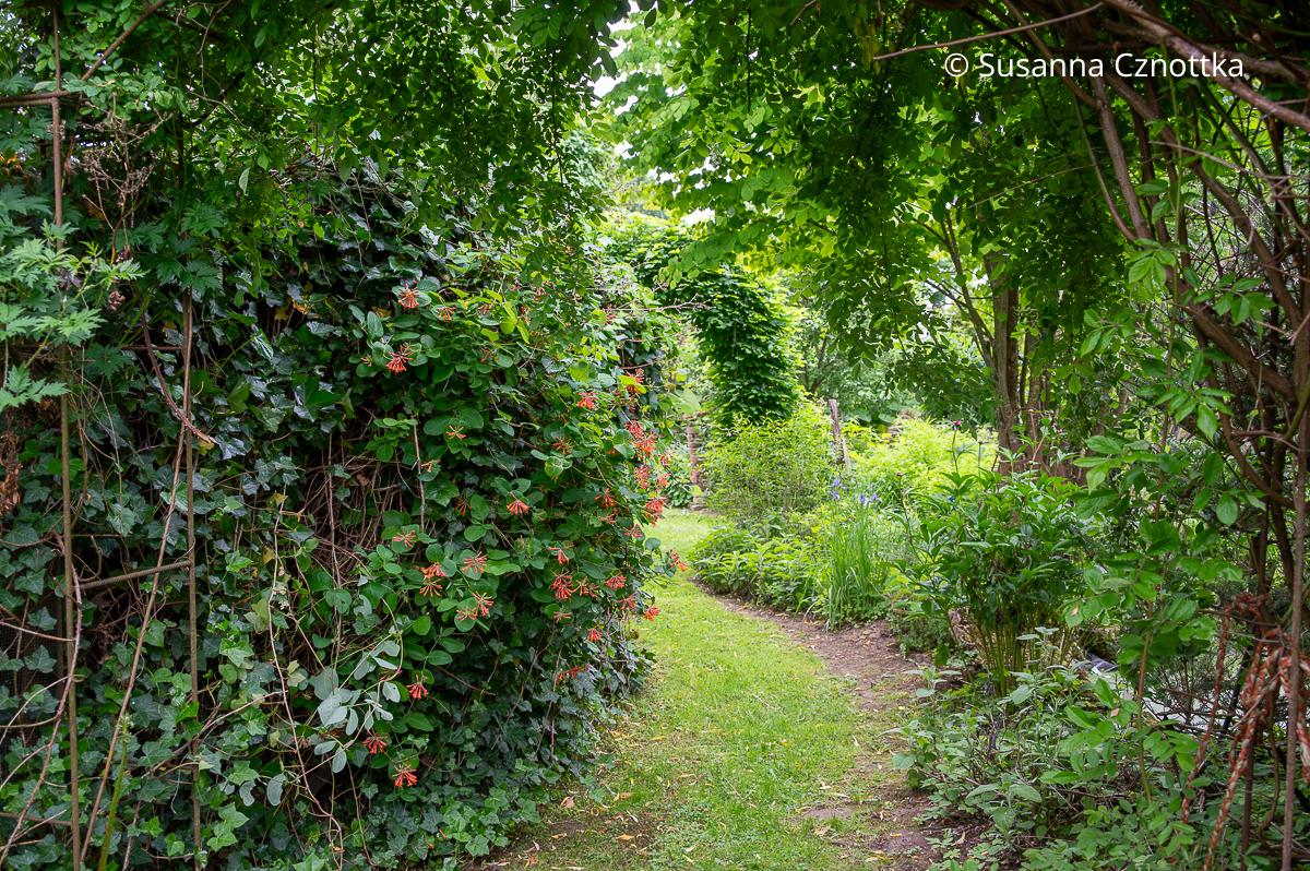 Verwunschen: Jelängerjelieber (Lonicera caprifolium) und Efeu wachsen ineinander.