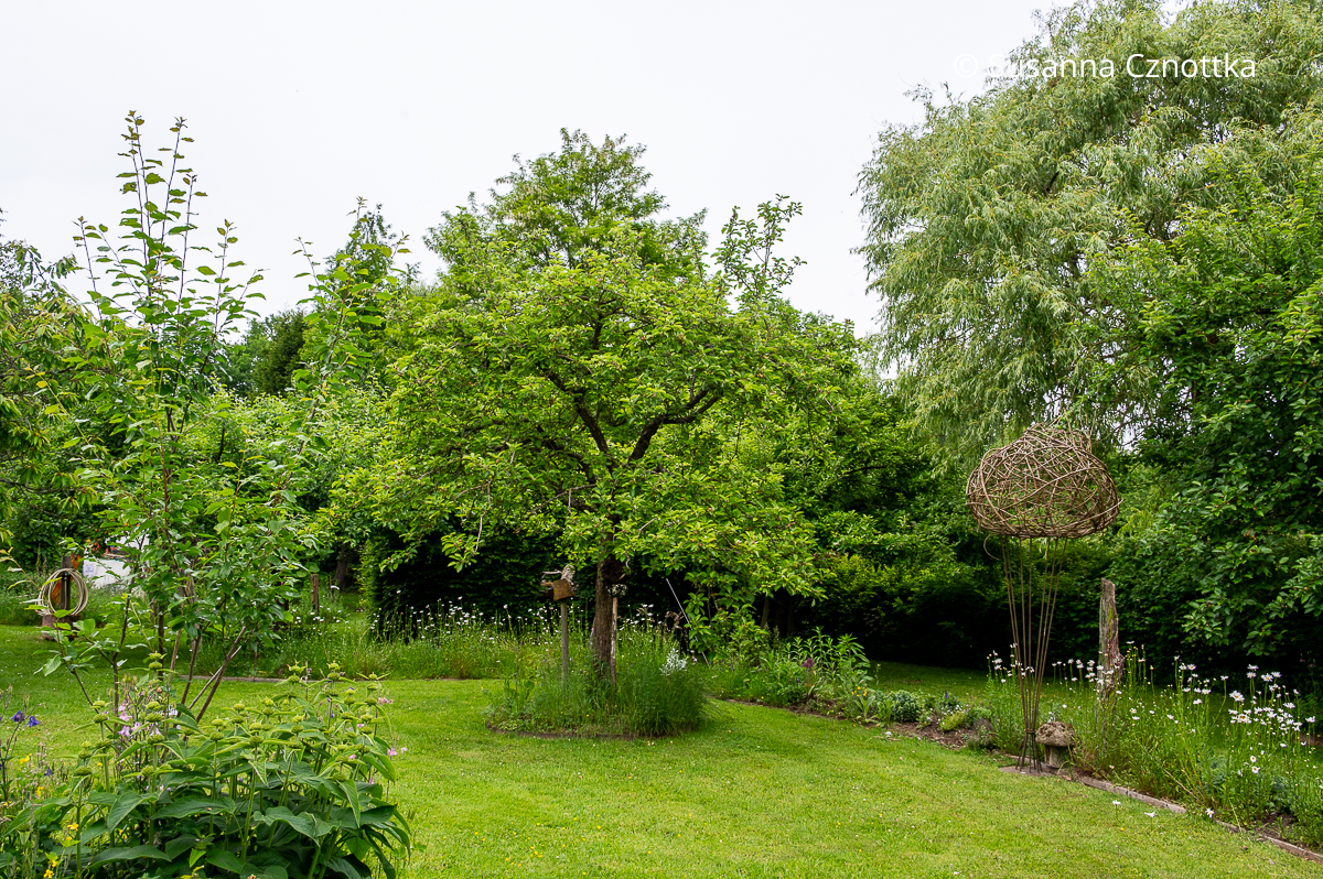 Naturnaher Garten: eine Obstwiese mit Margeriten