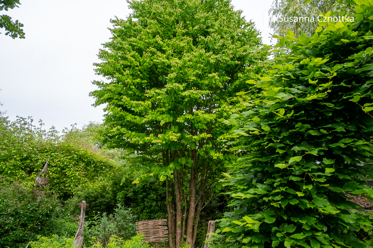 Duftet im Herbst: Lebkuchen- oder Katsurabaum (Cercidiphyllum japonicum)