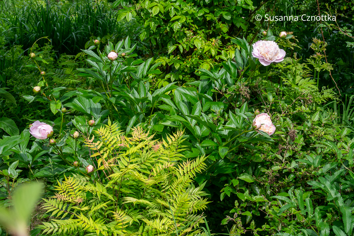 Ebereschen-Fiederspiere (Sorbaria sorbifolia) und rosa Pfingstrose