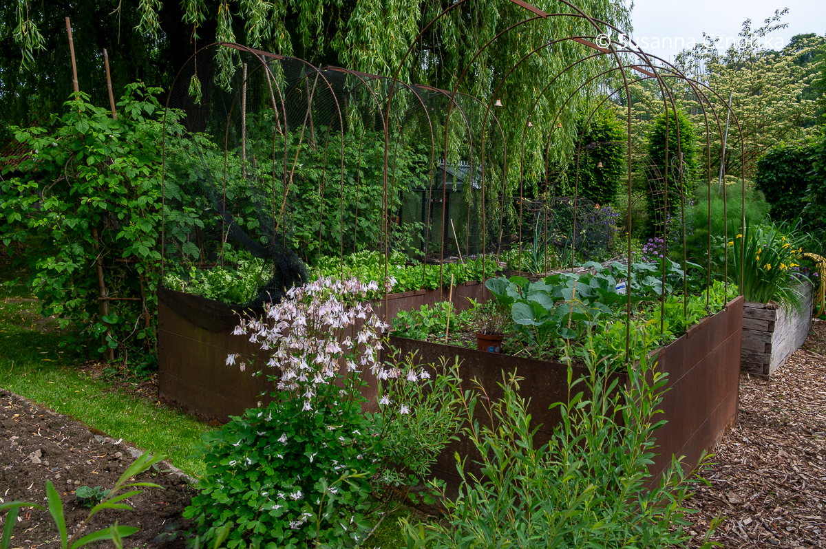 Hochbeete aus Cortenstahl mit jungem Gemüse