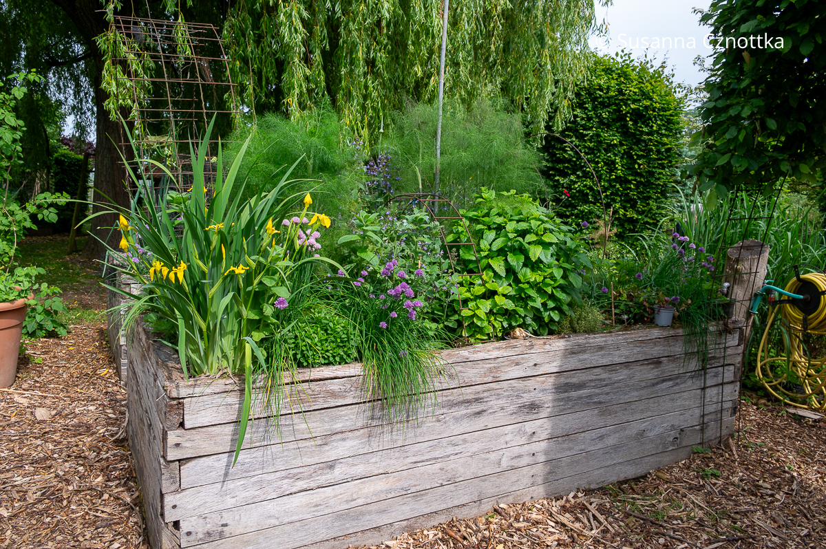 Hochbeet mit verschiedenen Kräutern, blühender Sumpf-Schwertlilie und blühendem Schnittlauch