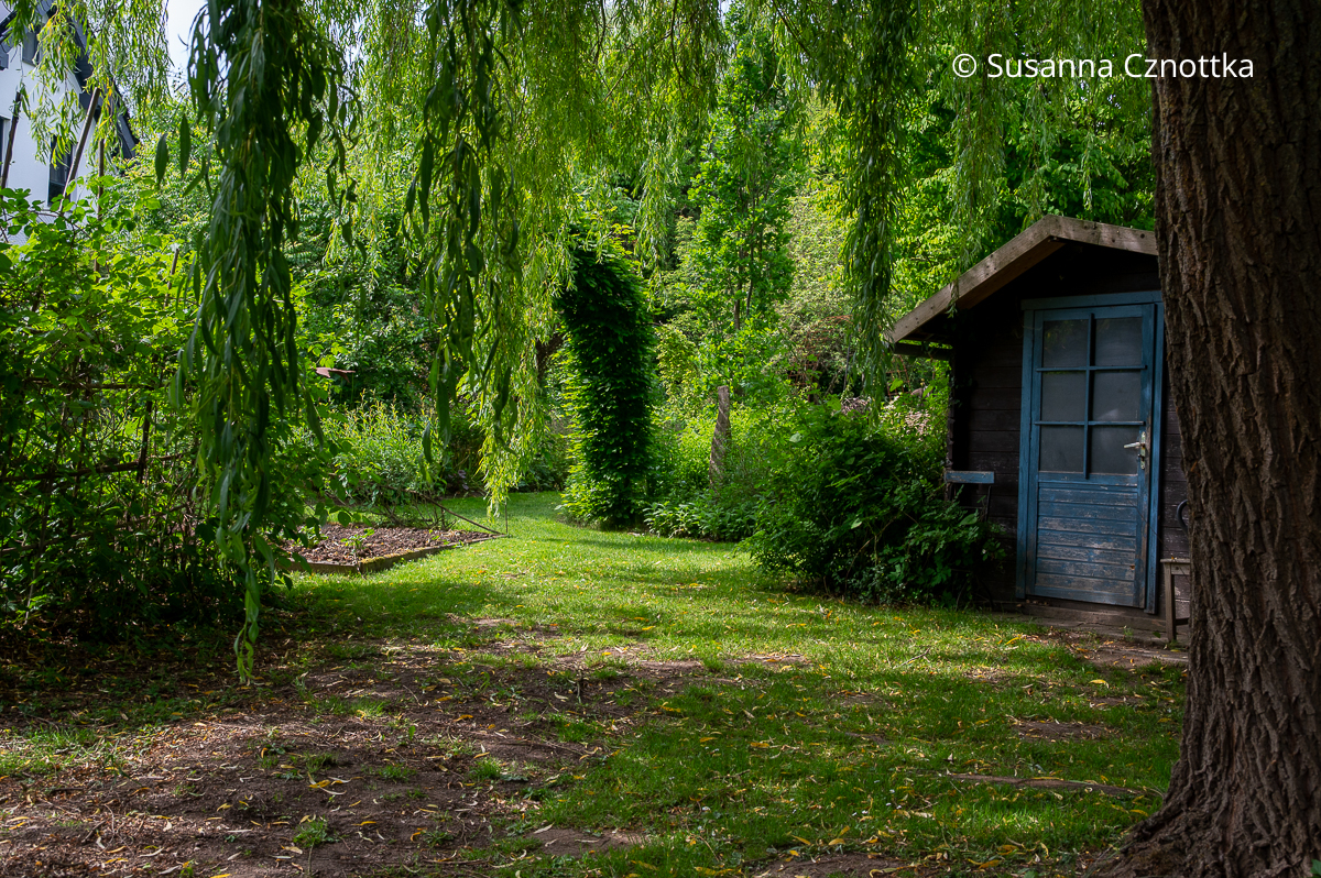 Ein verträumtes Gartenhäuschen mit einer blauen Tür unter einer Trauerweide