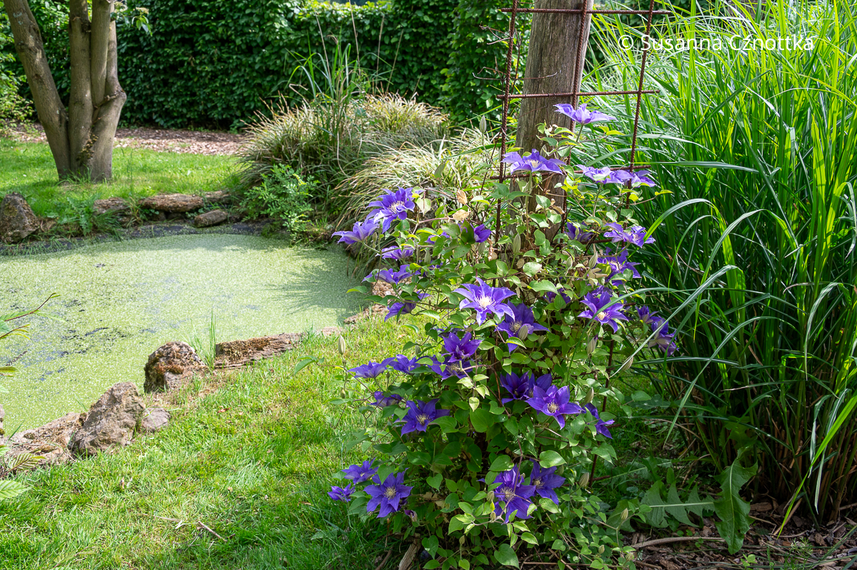 Blauviolette Waldrebe (Clematis)